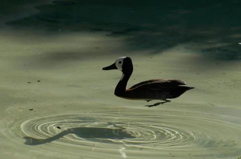 Bird in pond Stock Photos