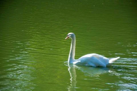 Bird in a pond Stock Photos