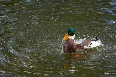 Bird in a pond Stock Photos