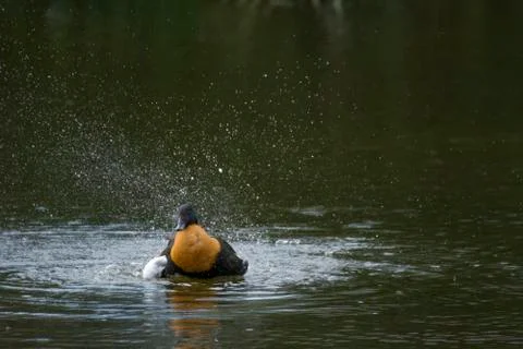 Bird in a pond Stock Photos