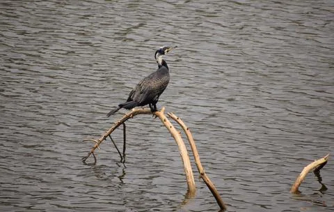 Bird at a pond Foto stock