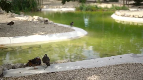 Bird pond at the zoo Stock Footage 70110552