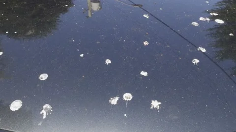 Bird poop on a car. Stock Footage 49938567