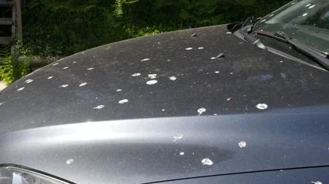 Bird poop on a car. Stock Footage 49939384