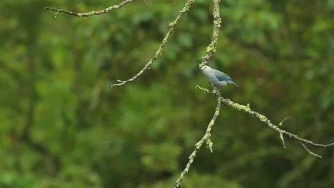 Bird pooping and perched on tree branch. 動画素材 330085479