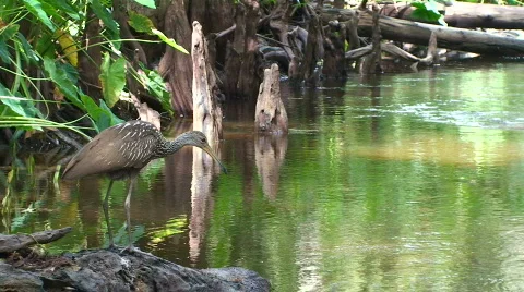 Bird Pooping Stock Footage 534723