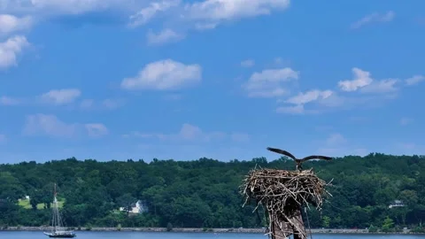 Bird Poops Video stock 246826407