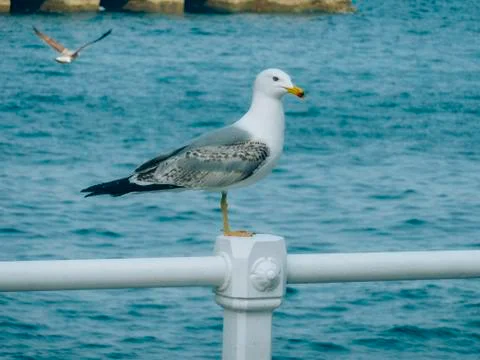 Bird on the port Stock Photos