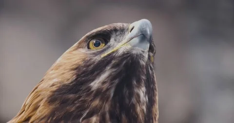 Bird portrait. this is a berkut. Stock Footage 178541766