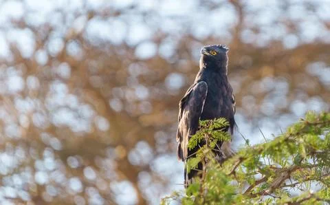Bird portrait of Long-crested Eagle (Lophaetus occipitalis) high in tree. Stock Photos