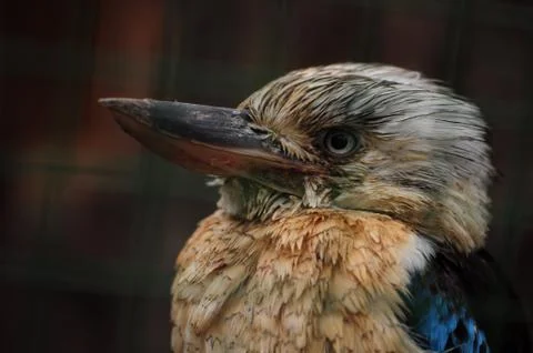 Bird portrait Stock Photos