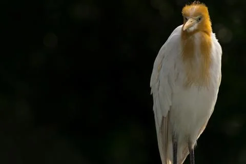 Bird Portrait Foto stock