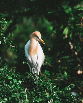 Bird portrait Stock Photos