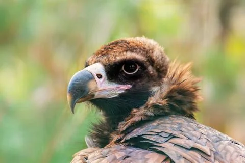 Bird portrait Stock Photos