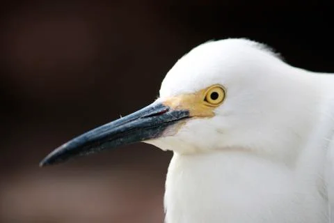 Bird Portrait Stock Photos