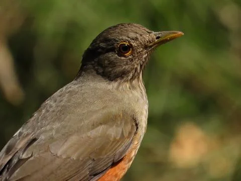 Bird portrait Stock Photos