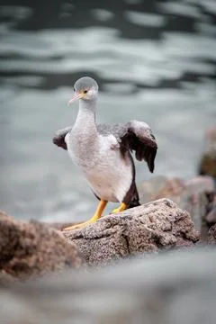 Bird Posing by the ocean Stock Photos
