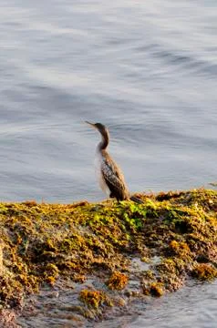 Bird posing Stock Photos
