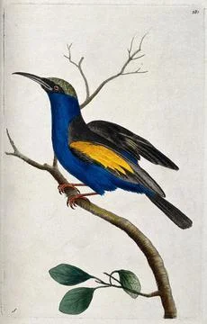 A bird, possibly a bee-eater (Merops apiaster). Coloured etching. Stock Illustration
