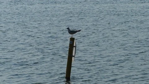 Bird on Post &amp; 2 Birds Flying 스톡 동영상 212441661