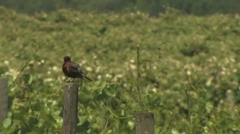 Bird on a Post Video stock 11123172