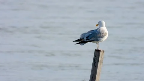 Bird on a post Stock Footage 135989920