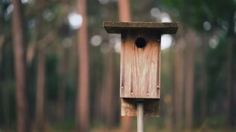 Bird Post In Park in Summer mp4 Stock Footage 201314049