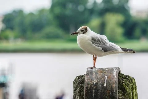 Bird on post Photos