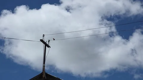 Bird on Power Line Dramatic Cloudy Sky Stock Footage 335313099