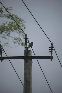 Bird on a Power Line Stock Photos