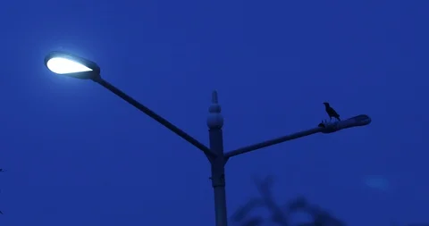 Bird on the Power pole Stock Footage 112861391