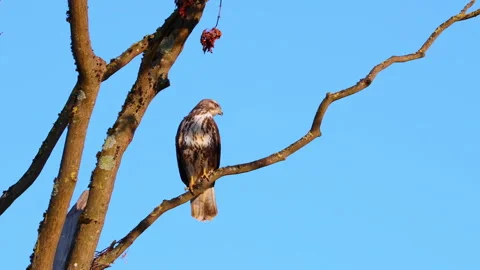 Bird of pray perching on a branch Stock Footage 322511809