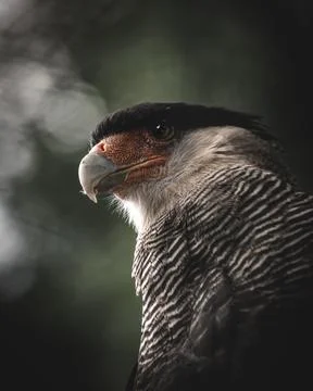 Bird of pray Stock Photos