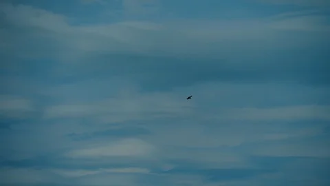 Bird of pray soar in cloudy sky. Hawk flies with wings wide spread Vídeos de archivo 92545224