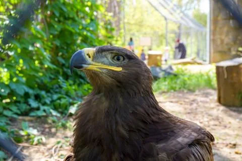 Bird-predator Steppe Eagle with red eyes at the zoo in Russia Stock Photos