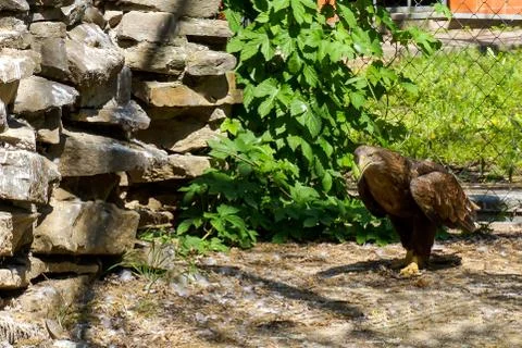 Bird-predator Steppe Eagle with red eyes at the zoo in Russia Stock Photos