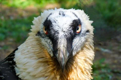 Bird-predator Steppe Eagle with red eyes at the zoo in Russia Stock Photos