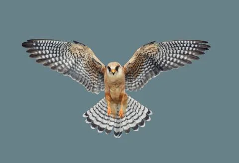 Bird of predatory hawk Stock Photos