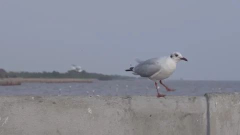 Bird preening on bridge rail Stock Footage 250894710