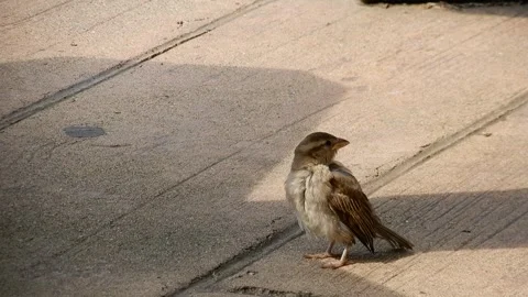 Bird Preening Feathers on Pavement During Sunny Day Stock Footage 301712923
