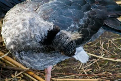 Bird Preening Its Feathers Stock Photos