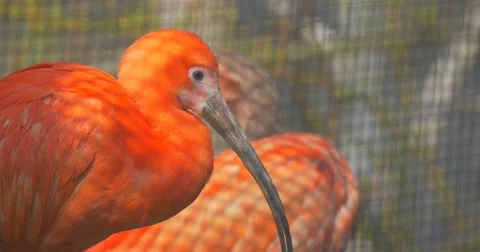 Bird Preening Its Feathers Scarlet Zoology Biology Studying Ibis Long Down Video stock 61908645