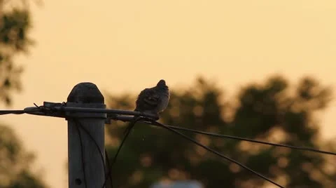 Bird Preening At Sunrise Stock Footage 11162426