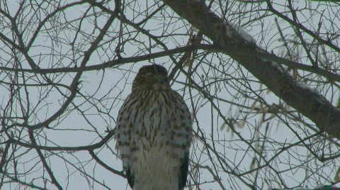 Bird of Prey 02 Stock Footage 600169