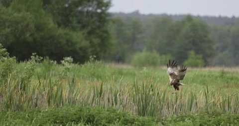 Bird of prey in action, 4K slow motion Stock Footage 310012847