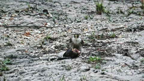 Bird of prey approaching a dead dove Stock Footage 342682666