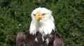 Bird of Prey - Bald Eagle close up with easy spreaded wings HD Footage
