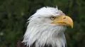 Bird of Prey - Bald Eagle close up head left Photo