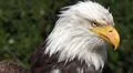 Bird of Prey - Bald Eagle head close up left face Photo