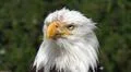 Bird of Prey - Bald Eagle head close up Photo